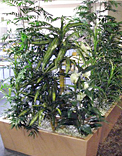 planters